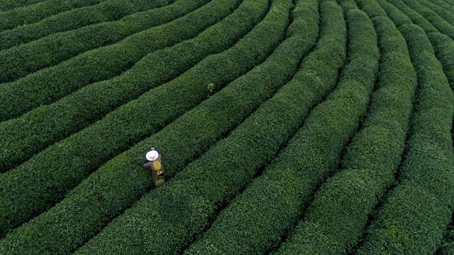 世界十大茶叶品牌中无一上榜中国茶叶品牌到底缺了啥！必博体育(图1)